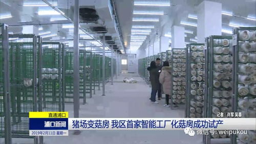 豬場蝶變菇房，人工智能賦能我區(qū)農(nóng)業(yè)轉(zhuǎn)型升級
